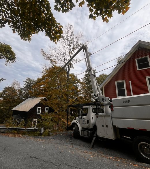 Tree removal crew working on a tree
