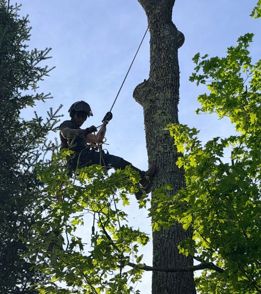 Tree removal crew working on a tree