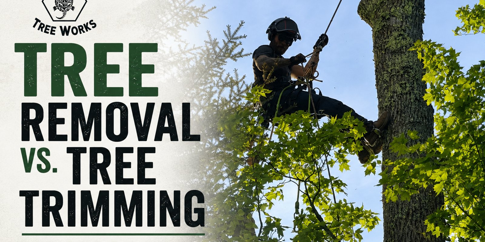 Tree Removal vs. Tree Trimming: How to Know What Your Tree Needs