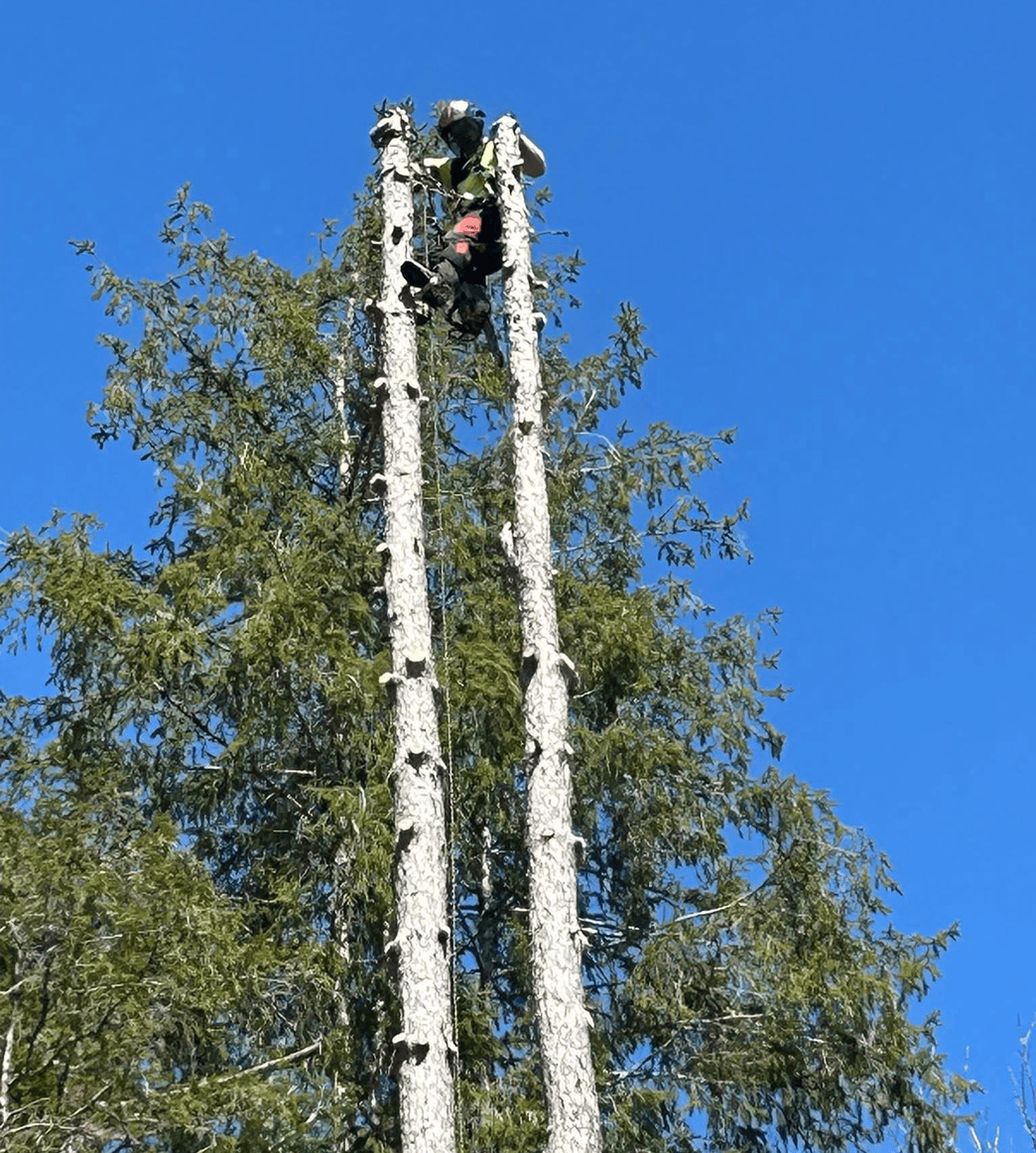 tree climb